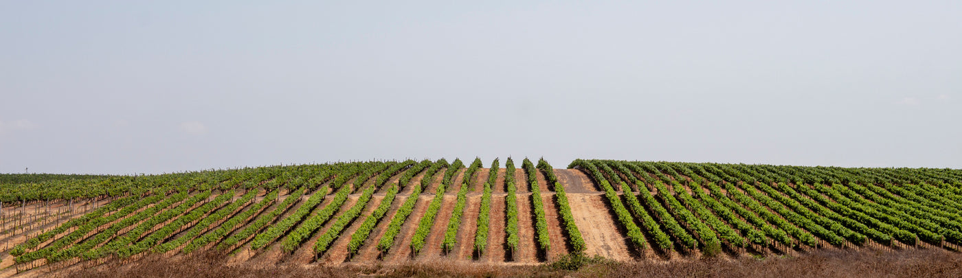 Row of grape vines in a field with a clear sky at Bodega Dos Hemisferios.